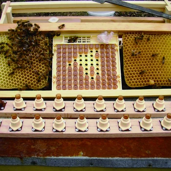1 Set| Nicot de Albine Regina Creștere Kit de Plastic Apicultura Instrumente de Albine Larva Sistem Muta Viermi pentru Apicultor